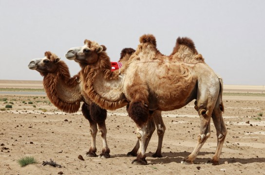 青海骆驼-展庭百科汇