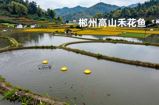 郴州高山禾花鱼-展庭百科汇