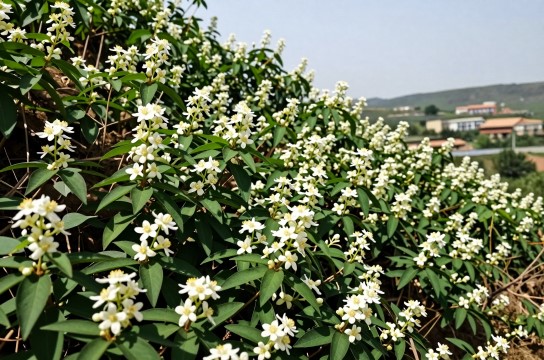 贼茉花是哪里的特产?_山西植物调味介绍-展庭百科汇