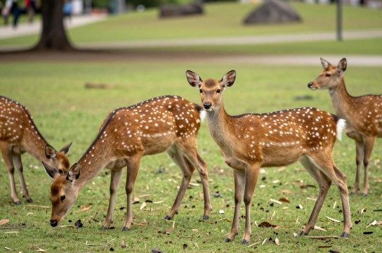 台湾梅花鹿-展庭百科汇