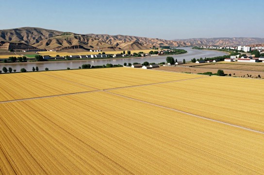 偏关小米-展庭百科汇