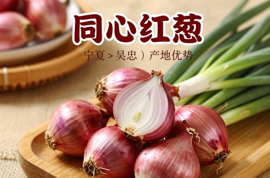 同心红葱