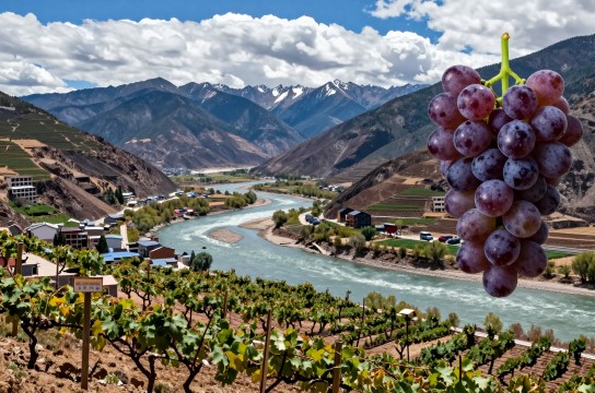 德钦葡萄是哪里的特产?_云南水果特产介绍-展庭百科汇