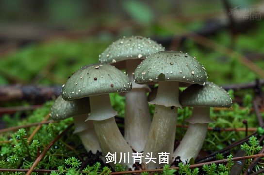 剑川青头菌