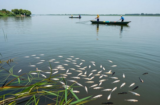 沱湖千头鱼-展庭百科汇