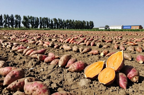 乌兰乌苏红薯