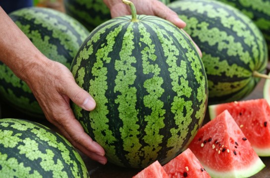 老黑皮西瓜-展庭百科汇