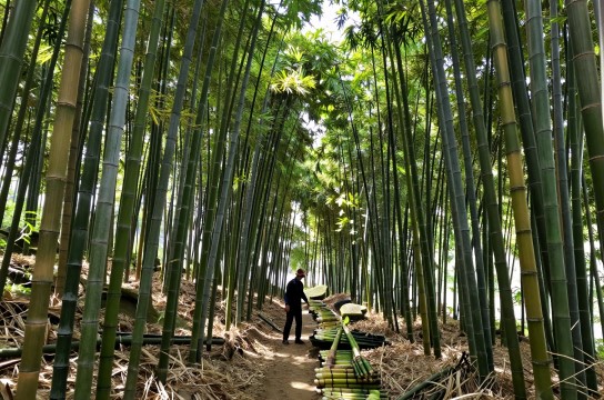 凌云麻竹是哪里的特产?_广西植物特产介绍-展庭百科汇