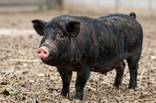 汉江黑猪-展庭百科汇