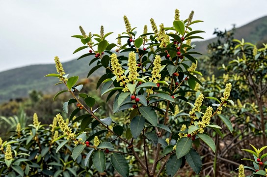 南澳后花园宋茶-展庭百科汇