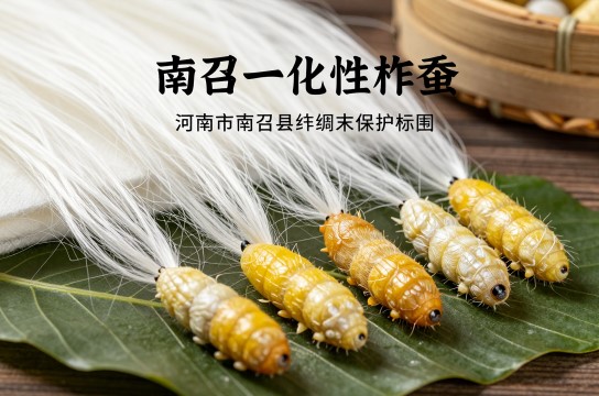 南召一化性柞蚕-展庭百科汇
