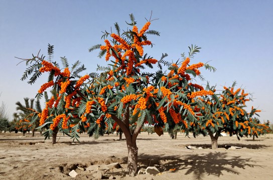 喀什沙棘-展庭百科汇