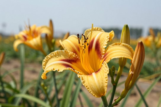 盐池黄花菜-展庭百科汇