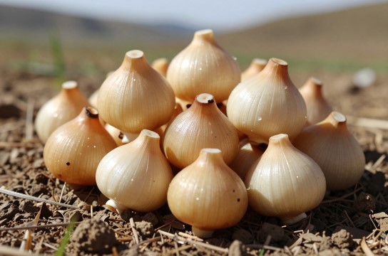 久治贝母-展庭百科汇