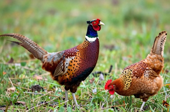 迁西七彩山鸡是哪里的特产?_河北珍禽类介绍-展庭百科汇
