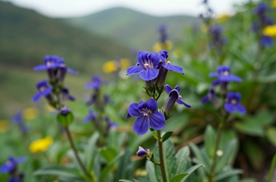 龙胆-展庭百科汇