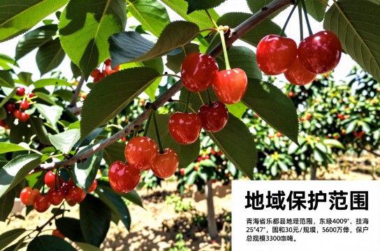 乐都大樱桃-展庭百科汇