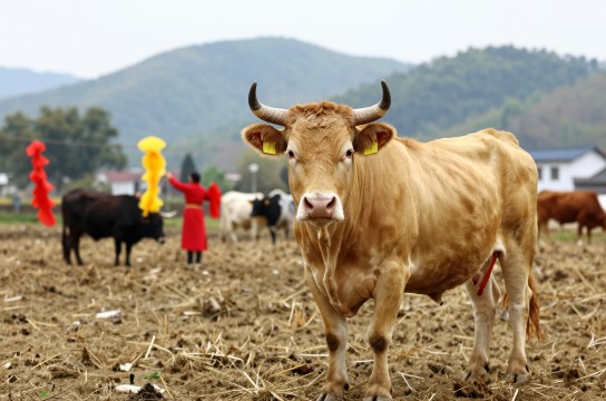 太湖黄牛-展庭百科汇