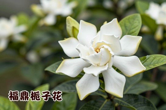 福鼎栀子花