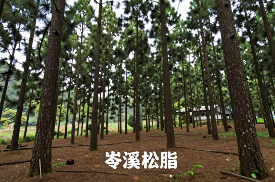 岑溪松脂