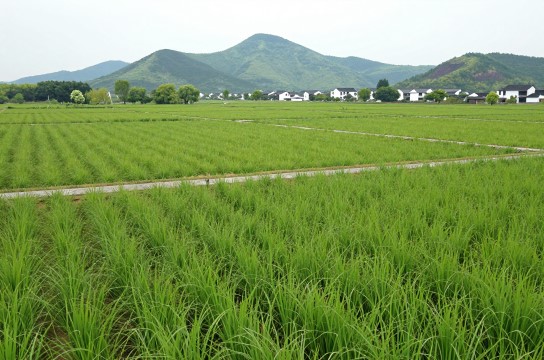 古林蔺草