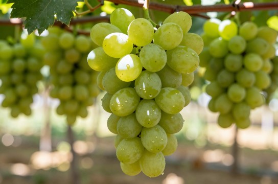 红寺堡葡萄-展庭百科汇