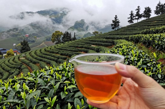 古丈红茶-展庭百科汇