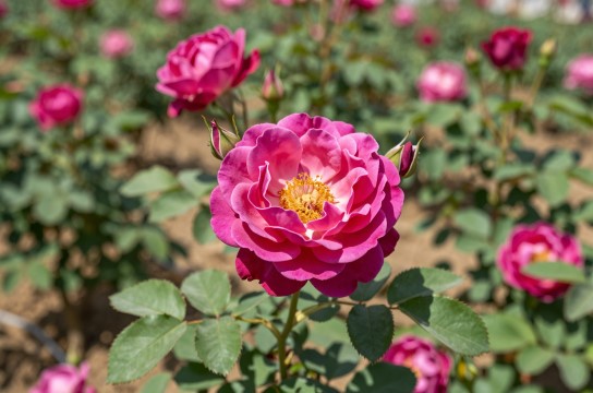 宁夏玫瑰花