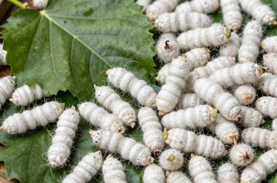 靖西桑蚕-展庭百科汇