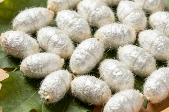 埠子蚕茧是哪里的特产?_江苏农副产品介绍-展庭百科汇