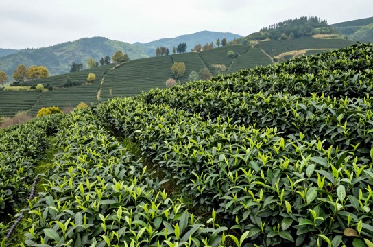 通江富硒茶-展庭百科汇