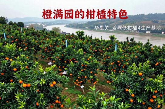 毕节柑桔
