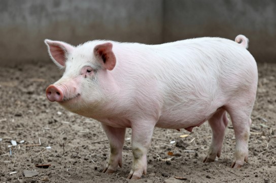 上海白猪-展庭百科汇