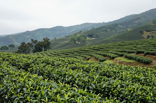鹿野茶香是哪里的特产?_台湾茶叶介绍-展庭百科汇