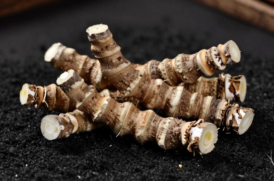 英山苍术是哪里的特产?_湖北中药材介绍-展庭百科汇