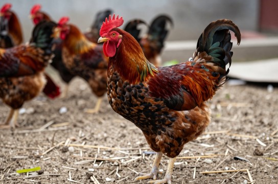 郧阳大鸡-展庭百科汇